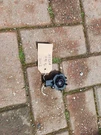Volvo S40 MK2 Rear Door Speaker Tweeter Nsr 30775409 2012. Fixed Price $17.46.