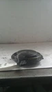 2004 Cayenne Left Front Speaker Door Mounted Bose. Fixed Price $100.43.