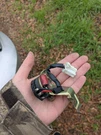 2000-2005 Toyota Celica Door Tweeter Speaker Right Passenger Side. Fixed Price $20.00.