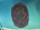 09-12 Dodge Ram Oem Door Speaker 05091019AB 137777. Fixed Price $30.00.