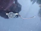 97-06 Jaguar XJ8 XK8 Vdp Rear Deck Parking Assist Sensor Sound Signal Speaker. Fixed Price $39.95.
